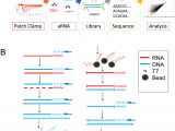 791 bypass Module Wiring Diagram Robust Rna Seq Of Arna Amplified Single Cell Material
