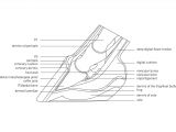 Cdx Gt420u Wiring Diagram Shoe Wiring Diagram Wiring Library
