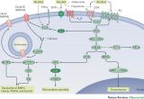 Iota Dls 55 Wiring Diagram Molecular Mechanisms Underlying Alcohol Drinking Behaviours