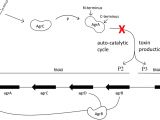 Proform Shift Light Wiring Diagram Small Molecule Agra Inhibitors F12 and F19 Act as Antivirulence